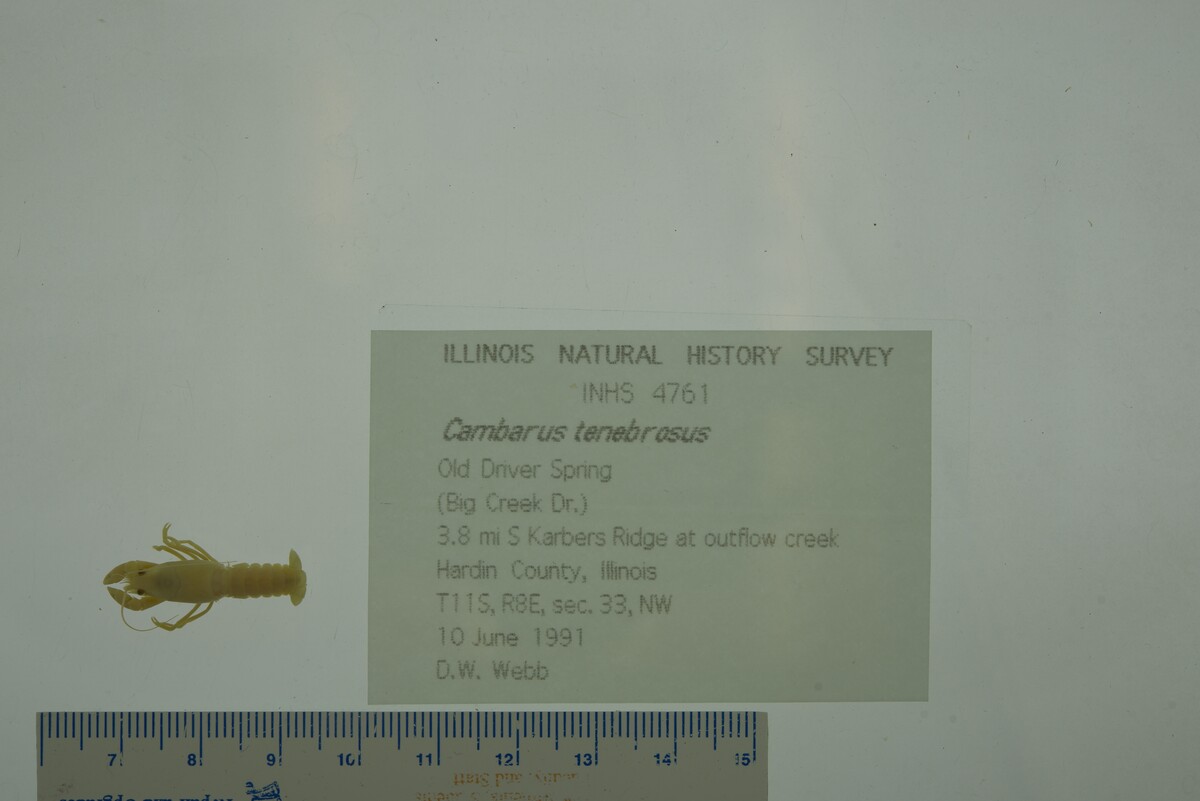 Cambarus tenebrosus image